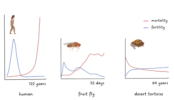 Three graphs showing the fertility and mortality of three different species: human, fruit fly, and desert tortoise. 