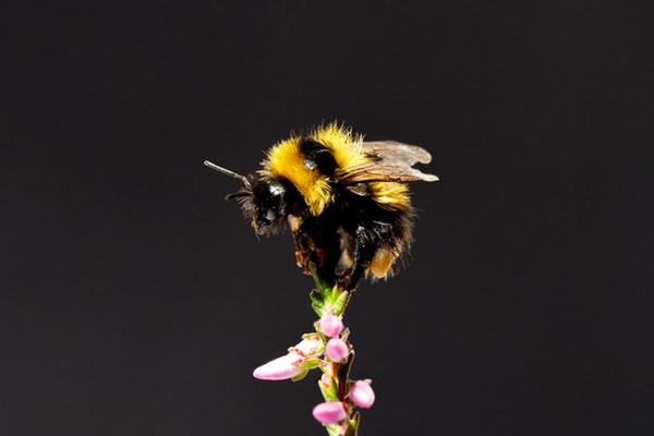  How and why do bees buzz? Implications for buzz pollination.jpg