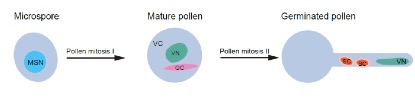 TPJ-pollen-development-in-tomato-(figure-by-lingtong-liu).jpeg