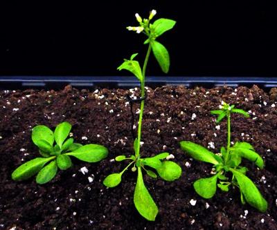 Photoreceptors plants image A-B-WT-resized.jpg