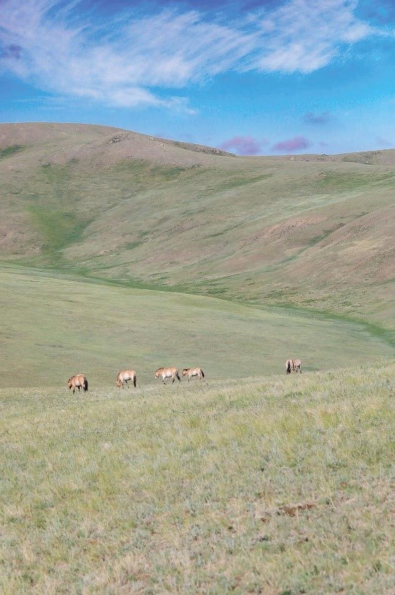 The hills in Mongolia with wildlife grazing in the foreground
