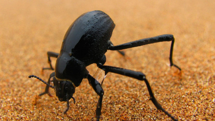 desert bettle.jpg
