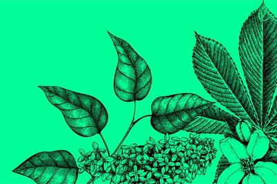 Resources for 16-18 year olds | The Society for Experimental Biology (SEB)