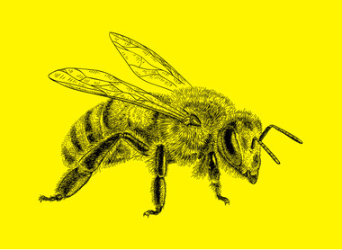 Bee yellow.jpg