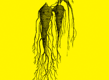 roots-yellow.png