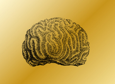 centenary brain.jpg