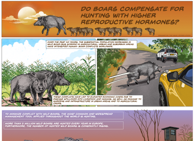 do-boars-compensate-for-hunting-with-higher-reproductive-hormones.png