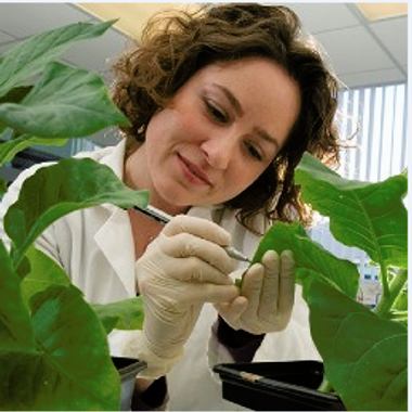 Dr Verena  Kreichbaumer