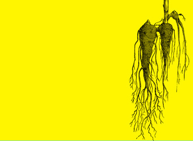 Roots yellow .jpg