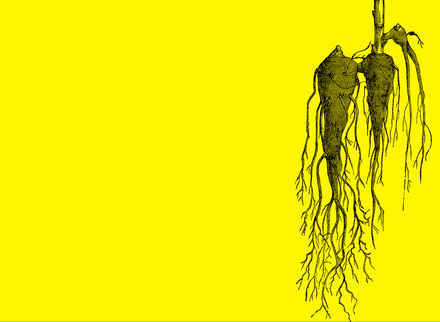 Roots yellow .jpg