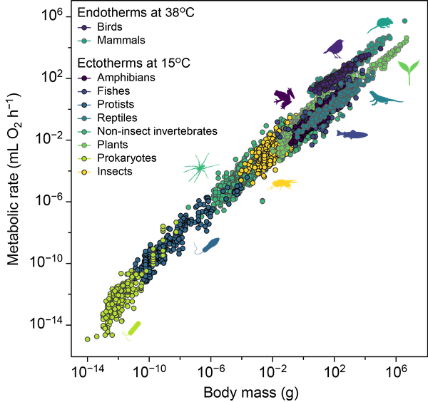 Metabolic scaling figure_all taxa.png