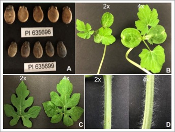 TPJ article- Diploid, triploid, tetraploid – chromatin organization in polyploid watermelon.jpeg