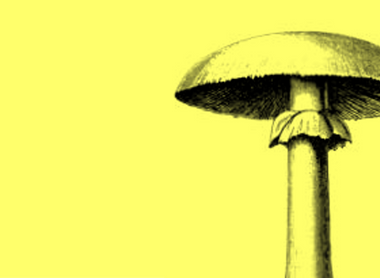 mushroom 2 yellow.png