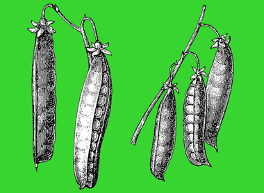 Plant green 2026.jpg