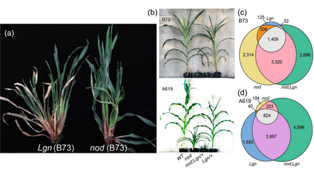 TPJ Editor choice: Stress management: How NOD and LGN coordinate growth-defence trade-offs in maize.png
