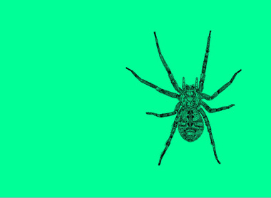 Spider green.jpg