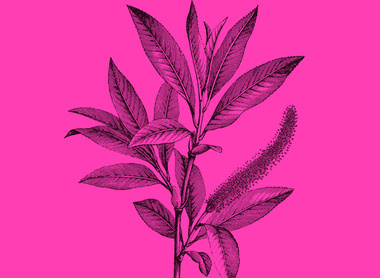 plant session pink.jpg