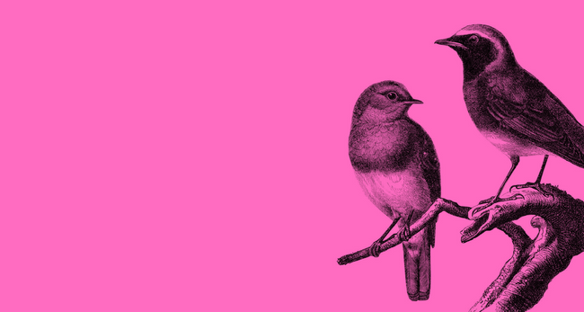 bird pink.png