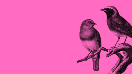 bird pink.png