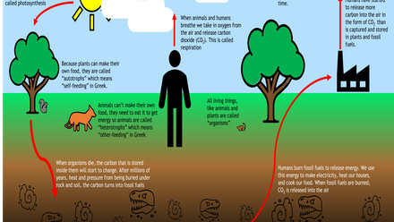 carbon cycle - small.png