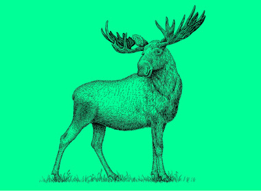 moose green.jpg