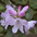 Rhododendron (Rhododendron adenosum)