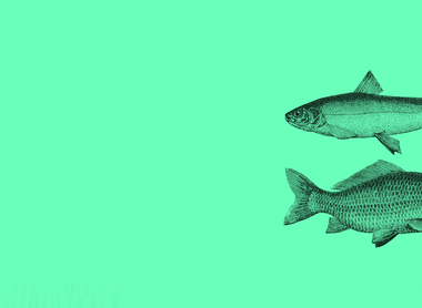 two fish green.png