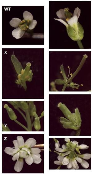 Arabidopsis-mutants-B8B97.JPG