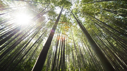 bamboo.jpg 1