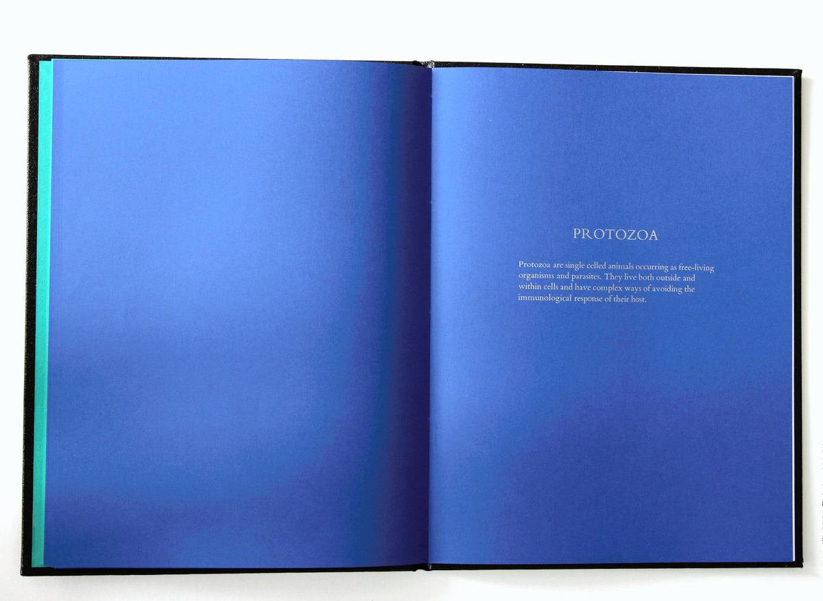 Blue Pages 8