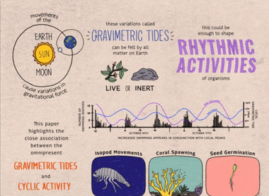 are-cyclic-plant-and-animal-behaviours-driven-by-gravimetric-mechanical-forces.png