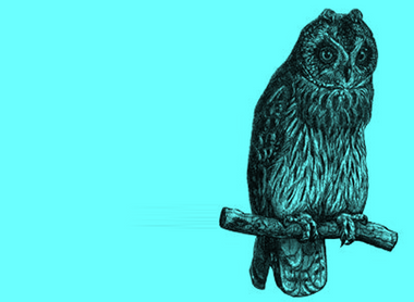 owl blue.png