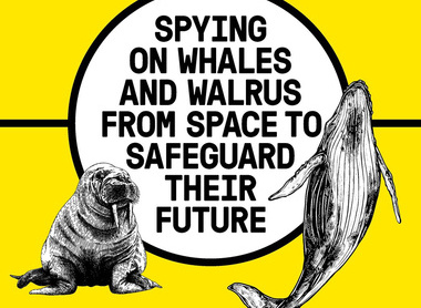 Spying-on-whales-and-walrus-from-space-final.jpg