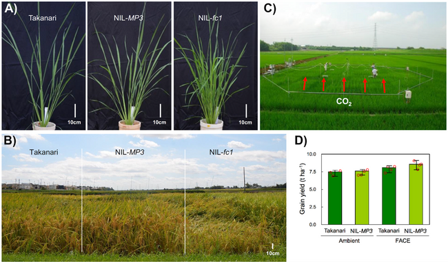 TPJ-Editor-choice---Dont-panic-any-more---MORE-PANICLES-3-increases-rice-yield-at-elevated-CO2-levels-May-2023-v2.png