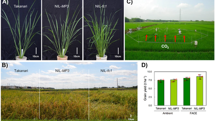 TPJ-Editor-choice---Dont-panic-any-more---MORE-PANICLES-3-increases-rice-yield-at-elevated-CO2-levels-May-2023-v2.png