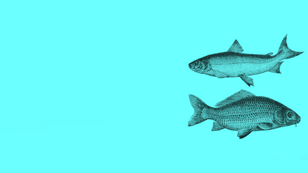 two fish blue.png