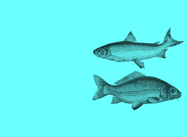 two fish blue.png