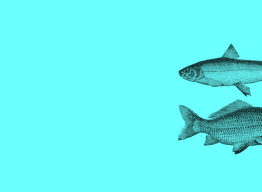 two fish blue.png