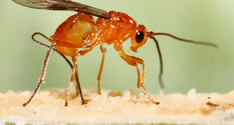 ant - Conference: Biomechanics in Nature