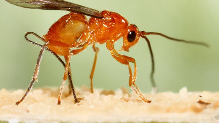 ant - Conference: Biomechanics in Nature