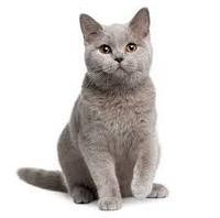 cat.jpg