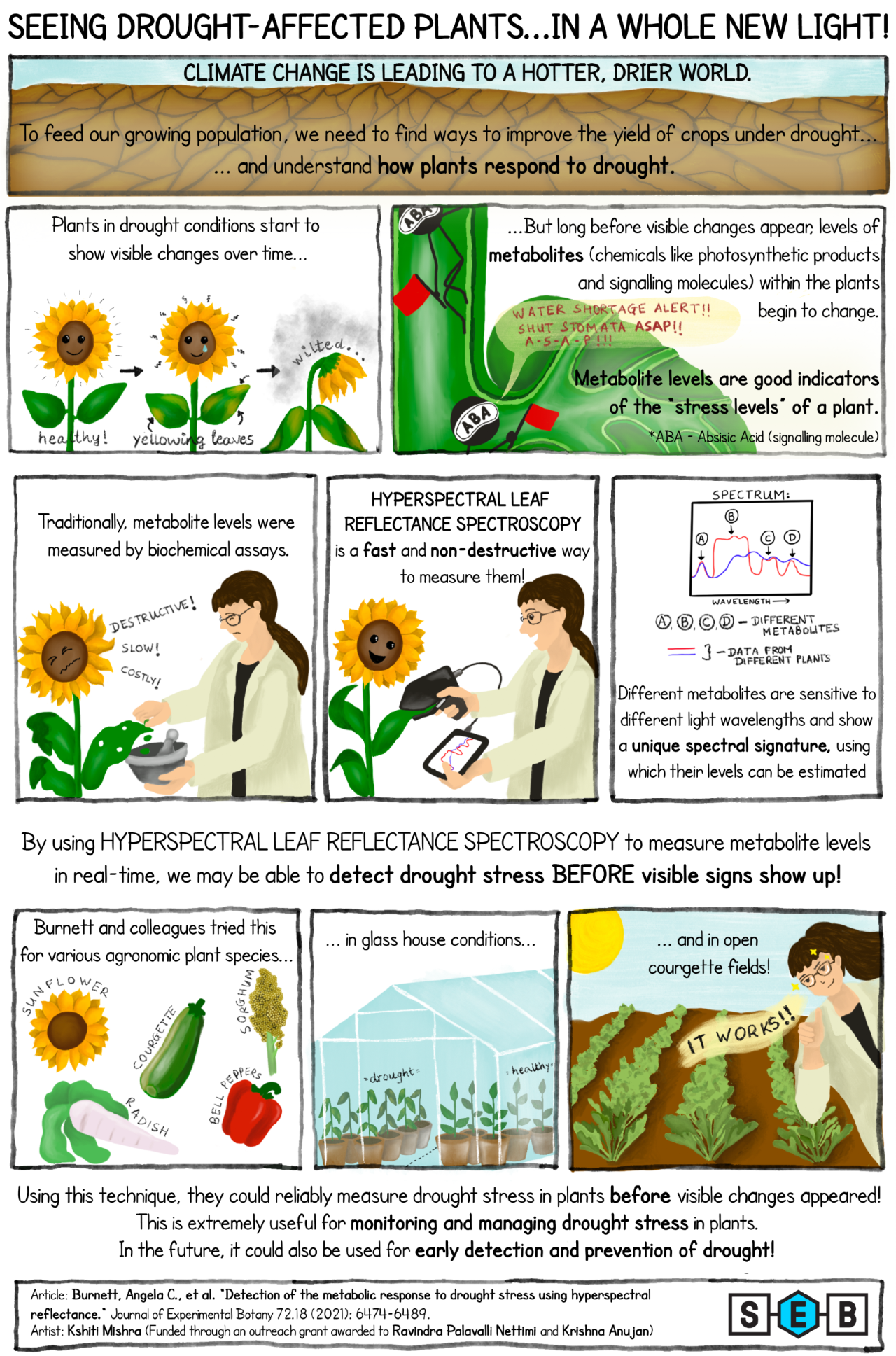 Please check section entitled 'Extended Alt Text of the Poster “Seeing drought-affected plants…in a whole new light!”' for full description on the bottom of this page.