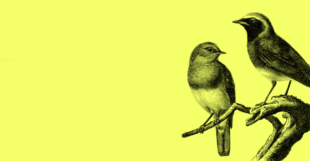 bird yellow.png