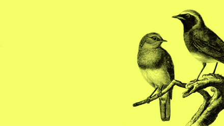bird yellow.png