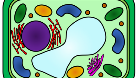 plant cell.PNG