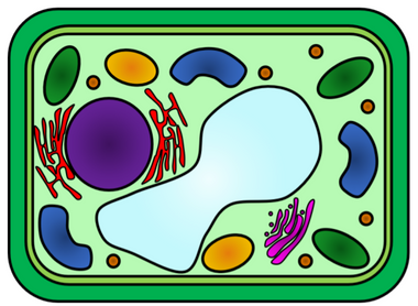 plant cell.PNG