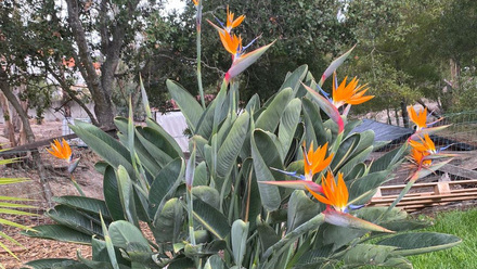 birds of paradise.jpg