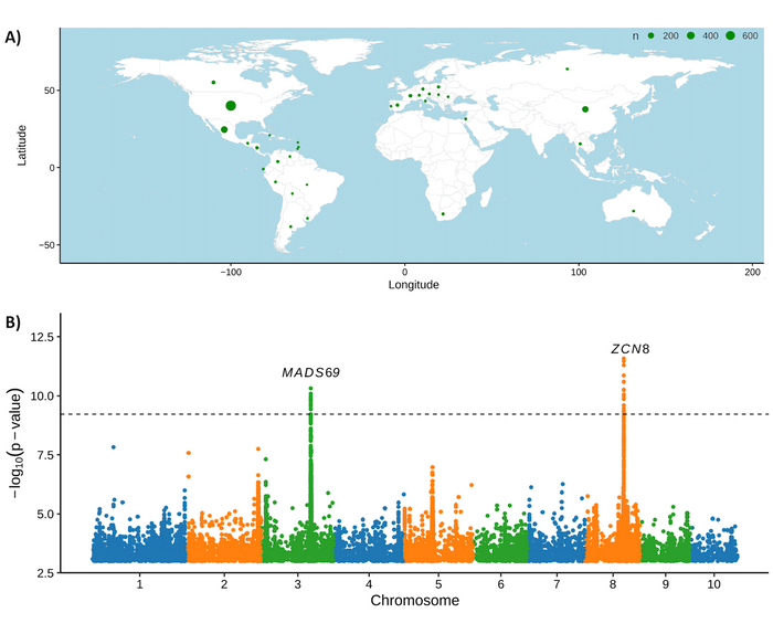 TPJ March 2023 Editor choice: A Common Resequencing-Based Genetic Marker Dataset for Global Maize Diversity.png
