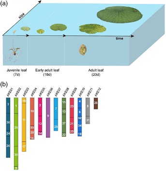 TPJ May 2022 - Once, twice, three times a genome – how the three sub-genomes of a water lily control leaf development.jpg