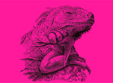 lizard pink.jpg